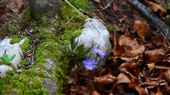 Blue Spring Flower