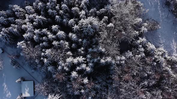 Circle Above The Fir Trees