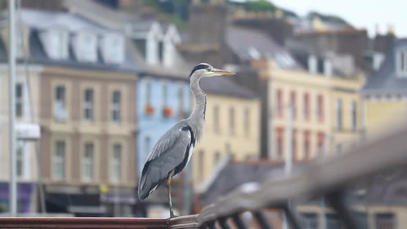 A heron poses in the city.