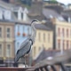 A heron poses in the city. - VideoHive Item for Sale