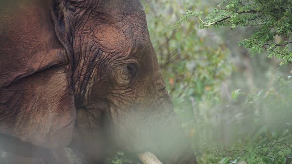 Close up of an elephant eating from a tree in the Kenyan bush, Africa