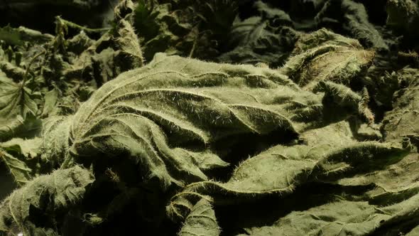 Common nettle Urtica dioica dried leaves for tea 4K video