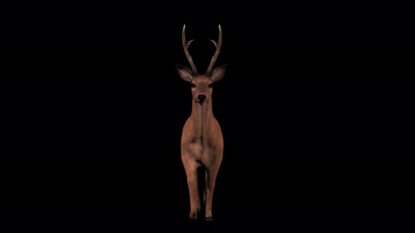 4K Deer Walk Front View alt