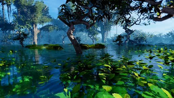 Rainforest Swamps