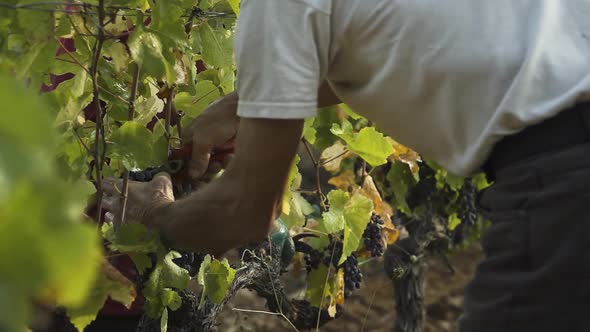 Old man harvesting grapes by hand in south of France