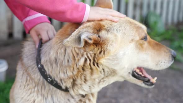 Dog Shepherd Likes Caress By Girl Stroking Head Closeup