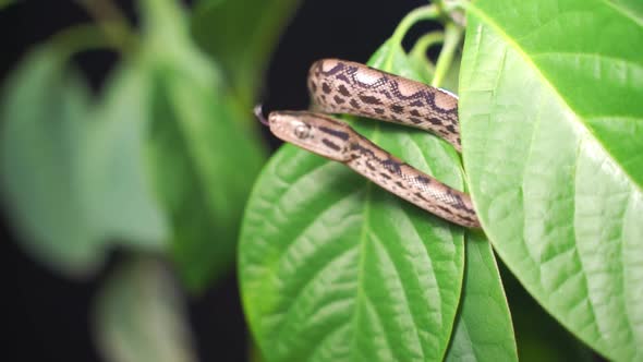 a Little Red Whip Snake