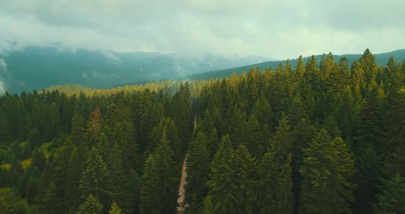 Flying Over The Forest Wonderful Nature Landscape