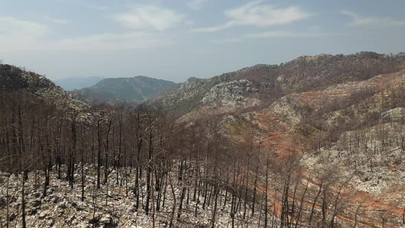 Big forest fire in the nature.