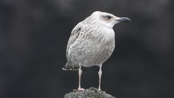 A Beautiful, Clean and Bright Feathered Young Seagull Bird in Natural Environment