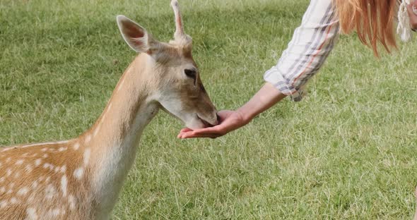 Unrecognizable Woman Feeding Cute Deer From Her Hands with Food Closeup in Green Grass Meadow on