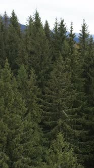 Aerial View of Trees in the Forest