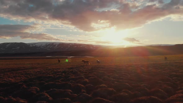 Herd of horses grazing on pasture