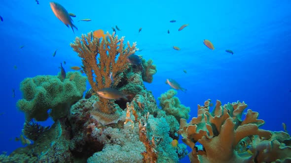 Underwater Tropical Corals Reef