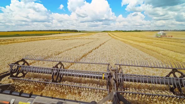 Harvesters working in field. Combine harvester in action on wheat field