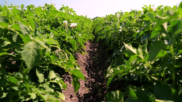 Close-up. Potato Plants in White Bloom. Green Flowering Potato Bushes Planted in Rows on a Farm