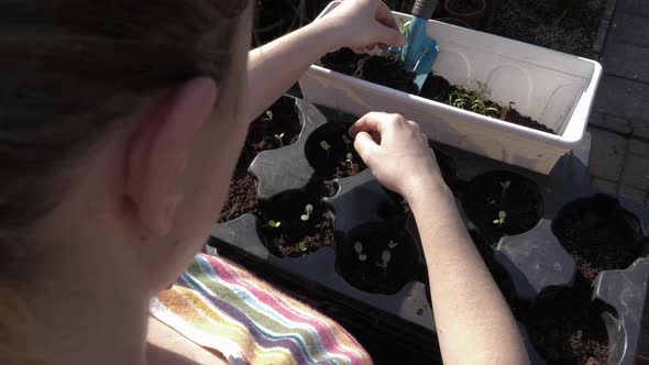 Repot seedlings in large pots, gardening