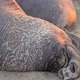 Elephant Seal Sleeping - VideoHive Item for Sale