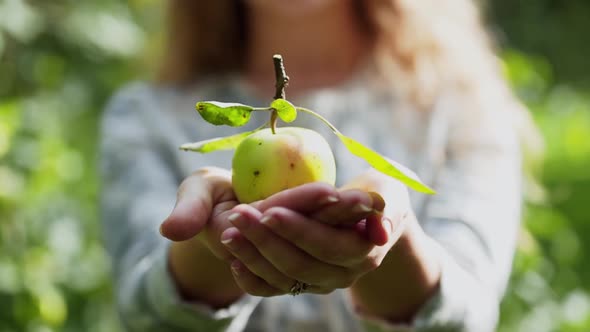 Woman Holds Apple with Green Twig on Her Outstretched Hands Closeup