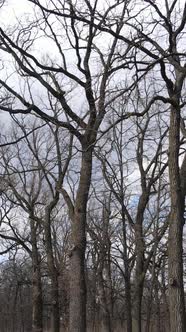 Vertical Video of the Forest with Trees Without Leaves Slow Motion