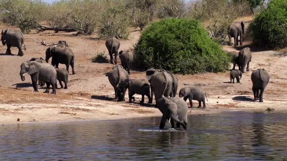 Herd of Elephants At The River