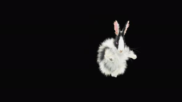 Rabbit Dancing 4K