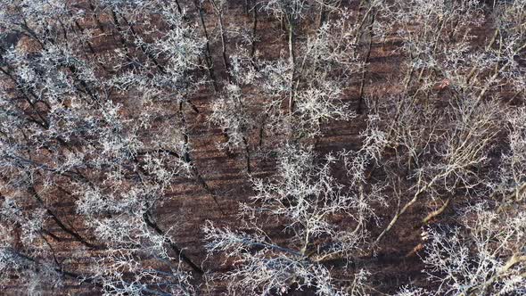 Winter snow covered forest. Aerial view of forest covered with snow