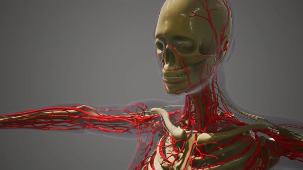 Science Anatomy of Human Blood Vessels