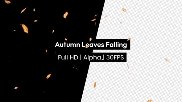 Autumn Leaf Leaves Falling with Alpha