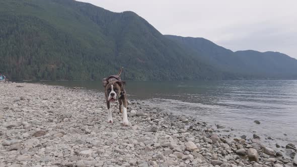 Cute Dog Boxer Playing on Rocky Beach in Canadian Nature