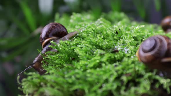 Snail with a Brown Shell Crawls Forward