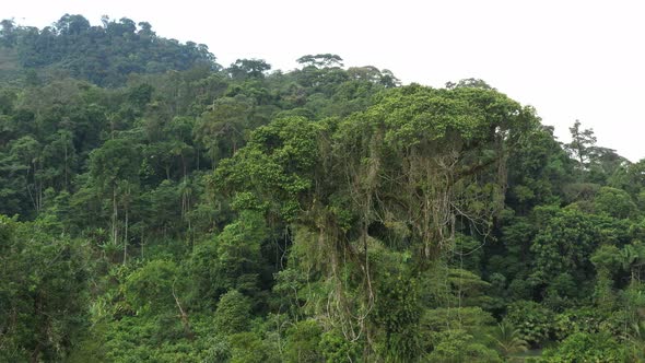 Slowly flying towards the last standing large tropical tree with many vines, bromelias in the crown