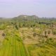 Aerial top view of Dong Tan trees in green rice field in national park at sunset in Sam Kho - VideoHive Item for Sale