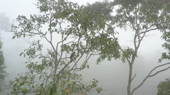 Roadside hawk sitting on a branch of a cloudy rainforest in south america