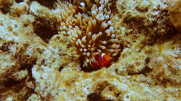 False Clown Fish Family Known As Nemo Fish on Pinkgreen Anemone