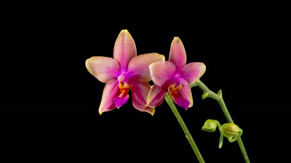 Blooming Pink Orchid Phalaenopsis Flower