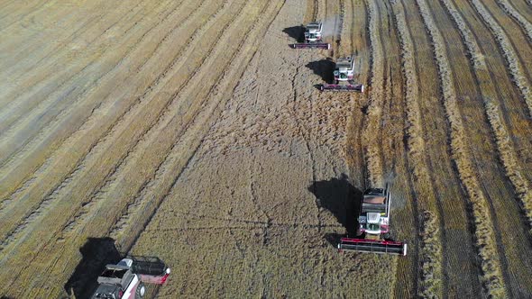 Aerial View of a Few Combines Collecting Corn. Drone Point of View