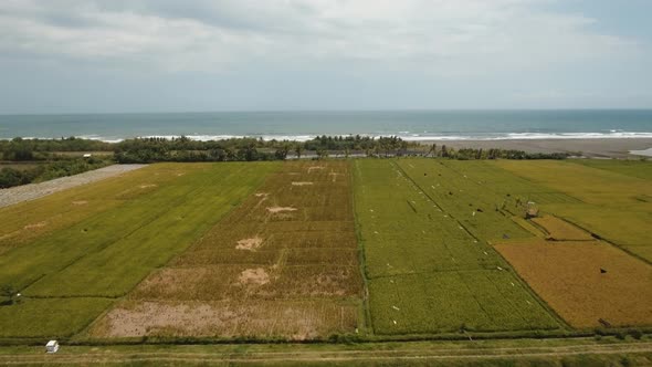 Rice Terraces on Bali