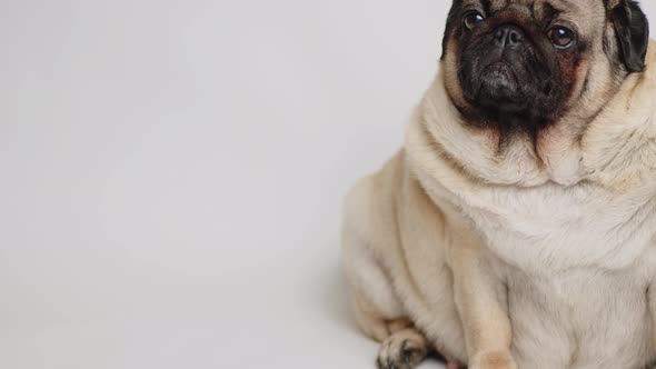 Cute Dog Looking Away on White Background