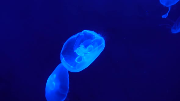 Peaceful jellyfish moves slowly in blue deep in  tropics