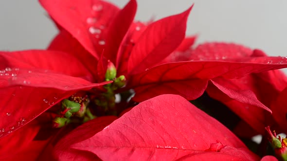 Poinsettia. Christmas flower. Shooting in motion.