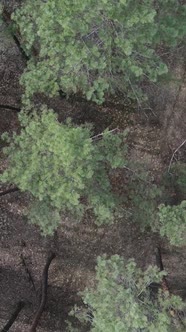 Vertical Video of Pine Forest Aerial View Slow Motion