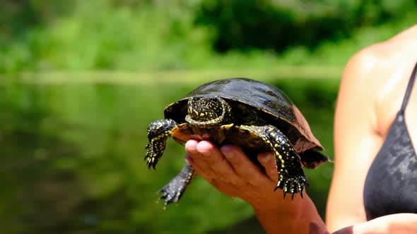 Turtle Lies on the Woman Hand on Backdrop of River with Green Vegetation