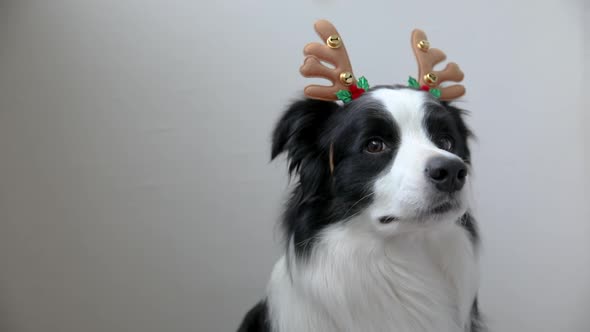 Funny Portrait of Cute Smiling Puppy Dog Border Collie Wearing Christmas Costume Deer Horns Hat