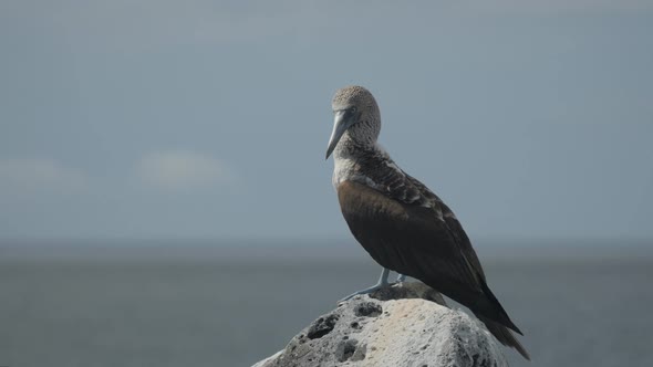 blue-footed booby on top of a rock in the galalagos islands