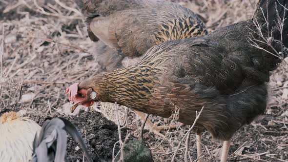 Static slomo shot of chickens picking through dirt