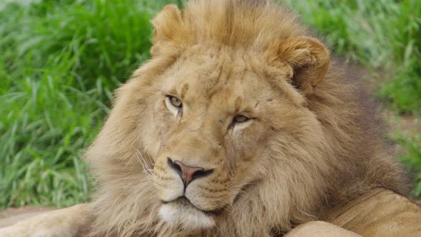 male lion ear flips listening for prey