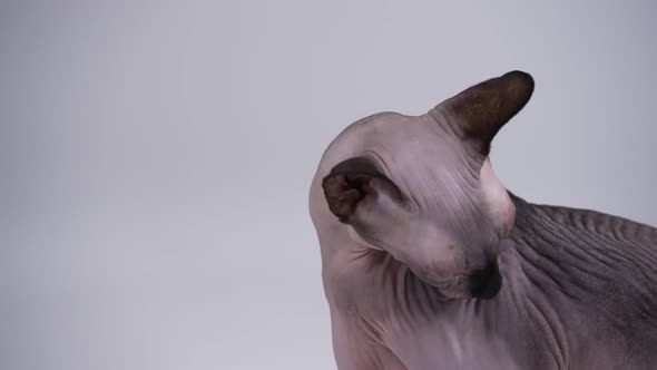 A Naked Canadian Sphynx Licks Itself Diligently in the Studio on a Gray Background