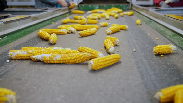 Corn Cobs on Conveyor Belt