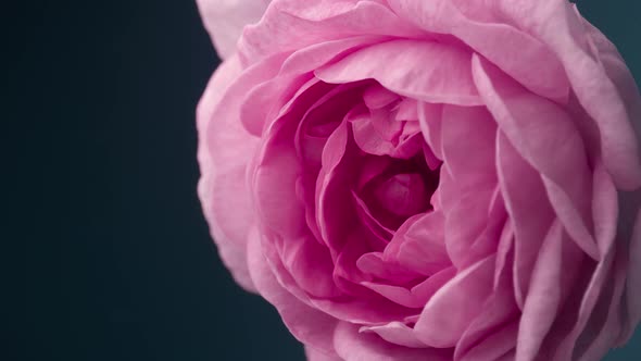 Timelapse of Blooming Pink Peony Outdoors. Flower Opening Backdrop.